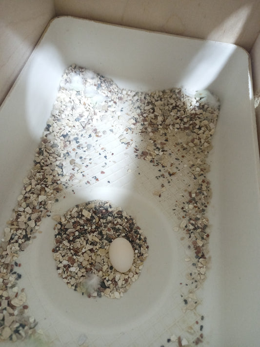 Budgie Nest Material