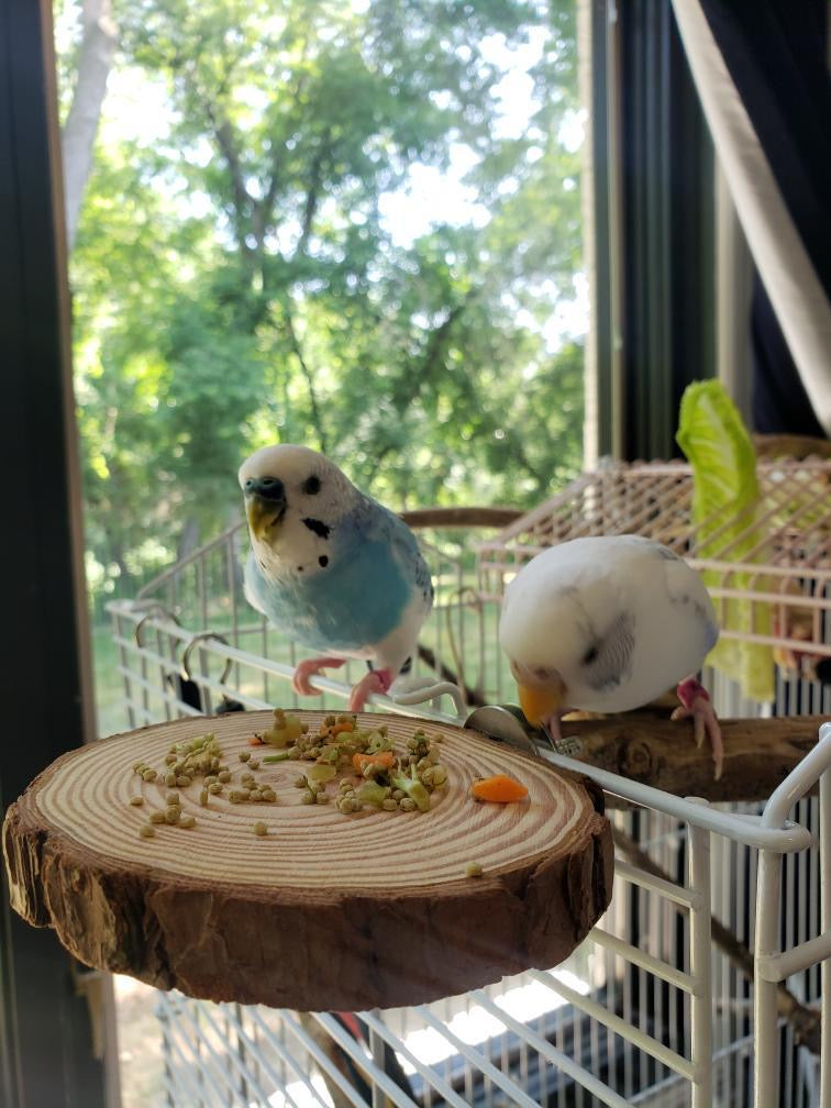 Bird Starter Pack