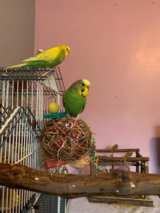 ๐ Chewy Ball (100% off)