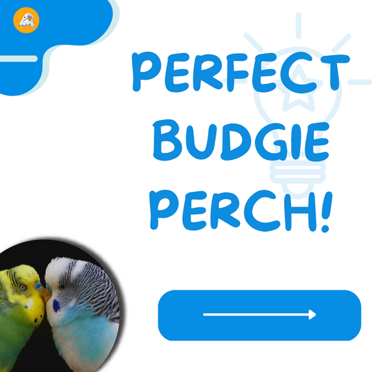 Best Perches  For Your Bird
