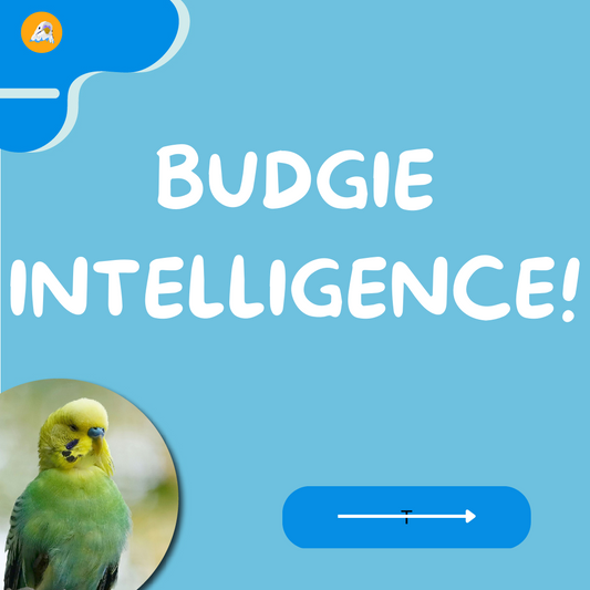 Budgie Intelligence