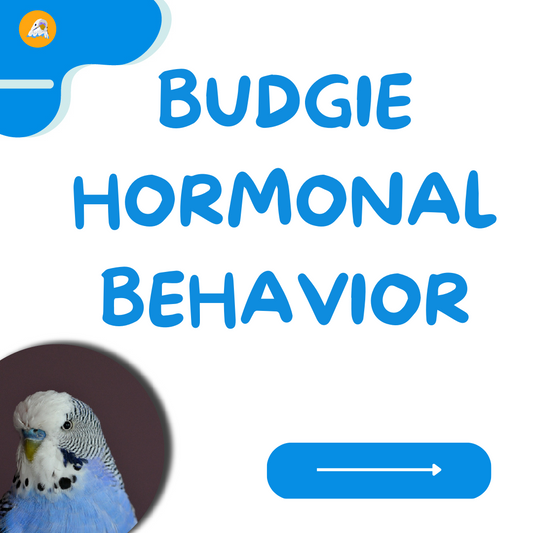 Budgie Hormonal Behavior