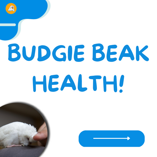 Budgie Beak Health!