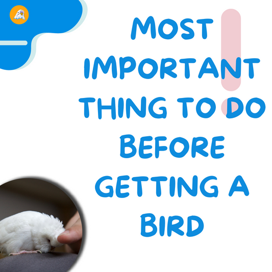 Most Important Thing To Do Before Getting A Bird