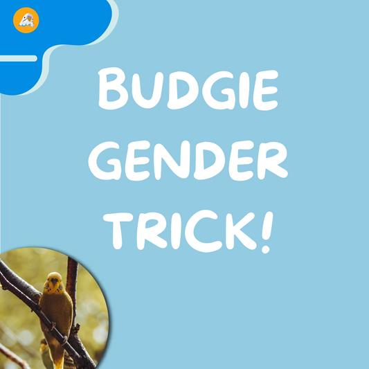 Budgie Gender Identification Trick!