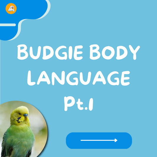 Budgie Body Language Pt.1