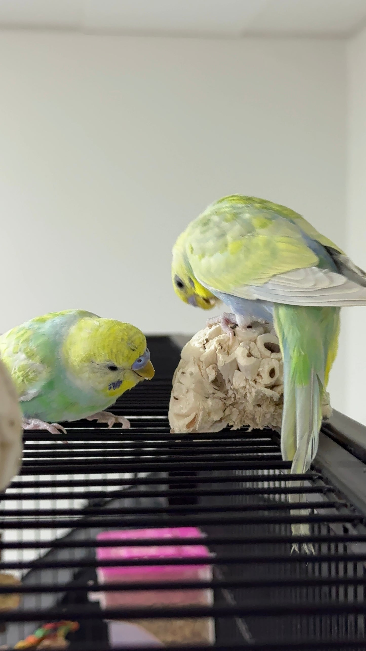 Beak Bites
