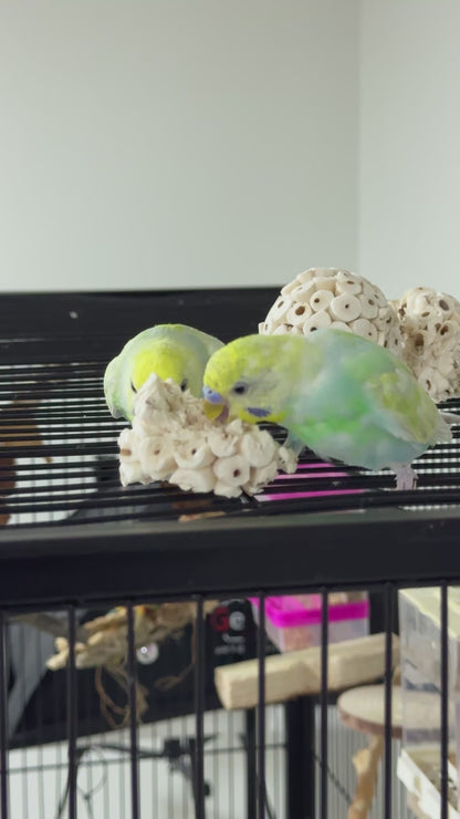Beak Bites