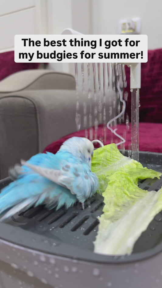 Sky Spray Bird Bath