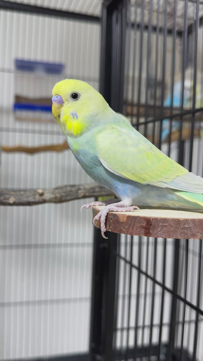 Natural Flat Perch
